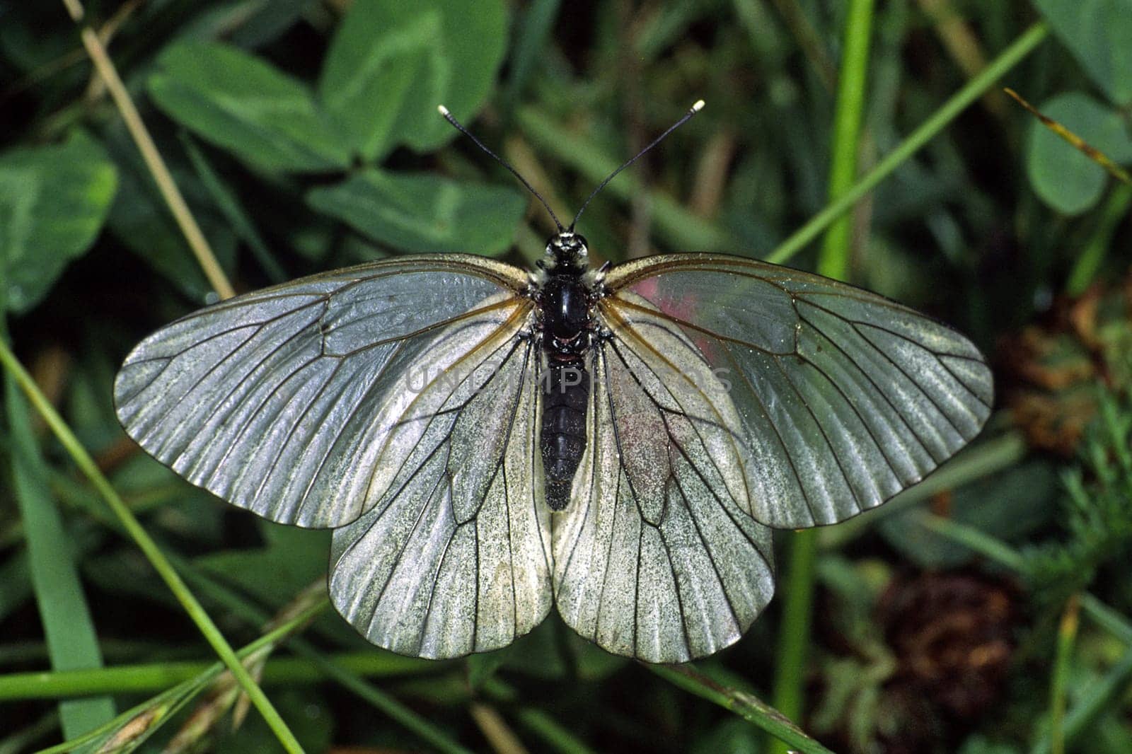Aporia crataegi,tree white,dormant
