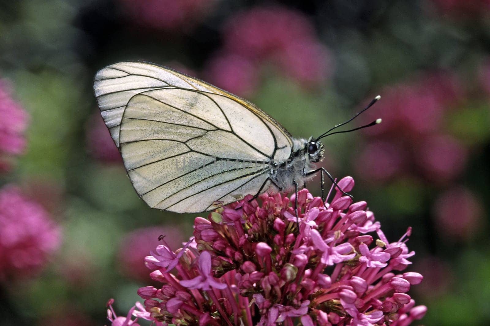 Aporia crataegi,Tree white on red spurflower,Centranthus ruber