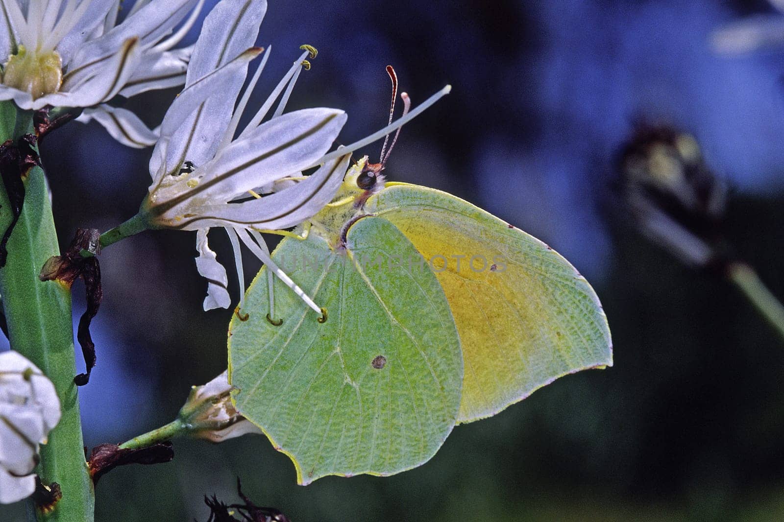 Gonepteryx cleopatra,Mediterranean lemon butterfly,Cleopatra butterfly