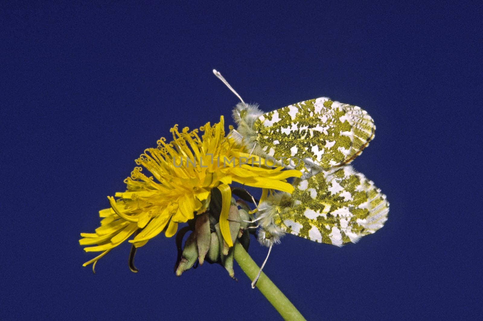Anthocharis cardamines,aurora butterfly