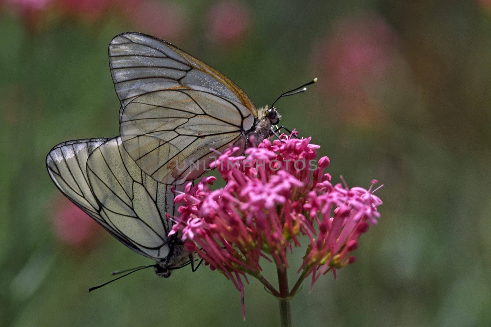 Aporia crataegi,tree white