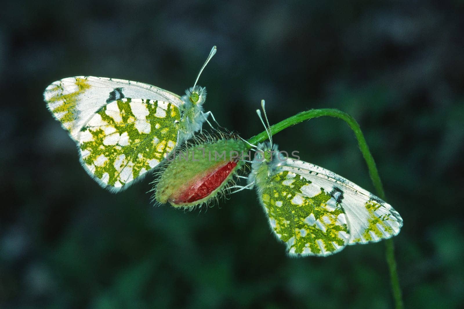 Euchloe ausonia,Ausonia white