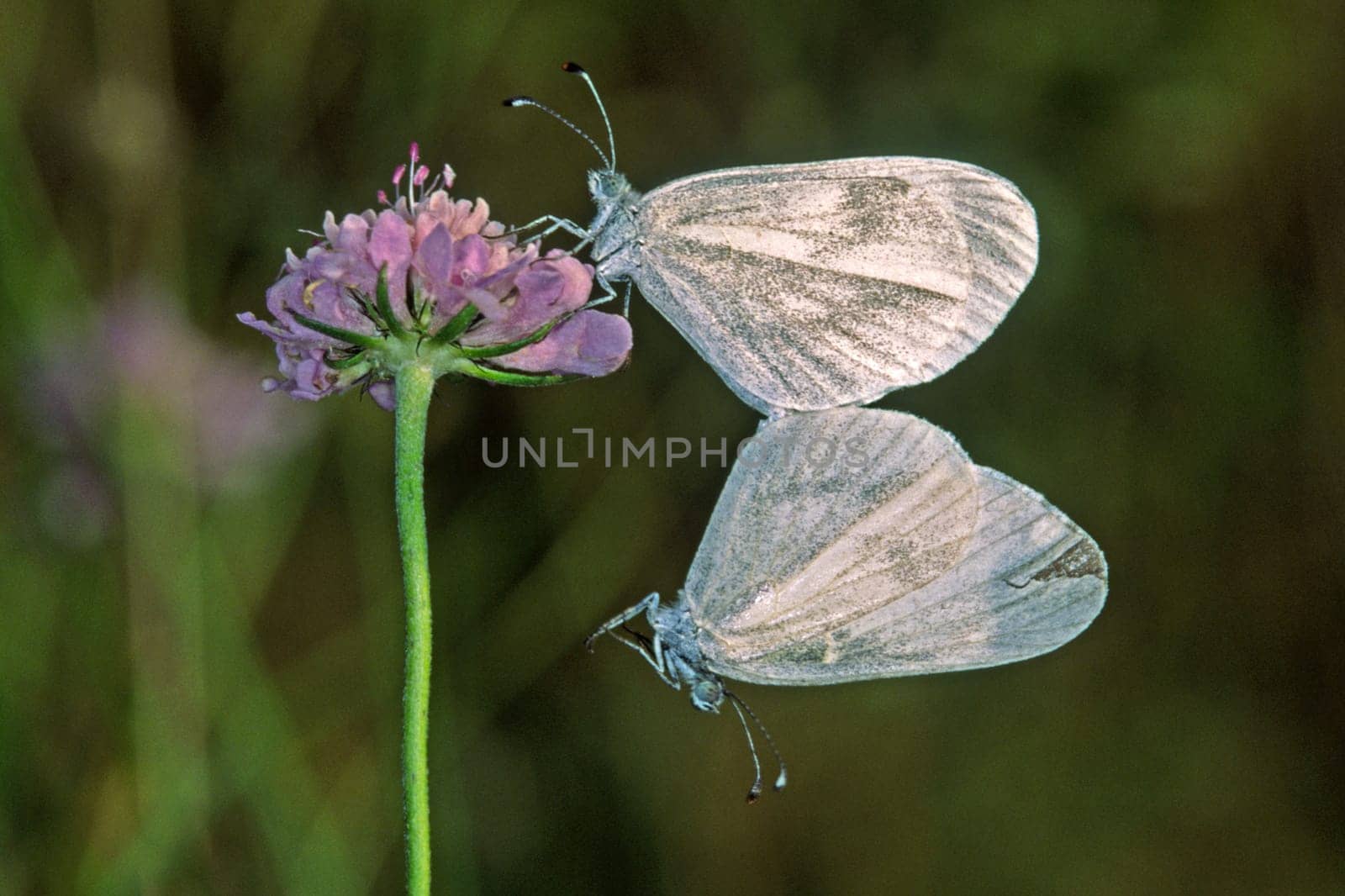 Leptidea sinapis,mustard white