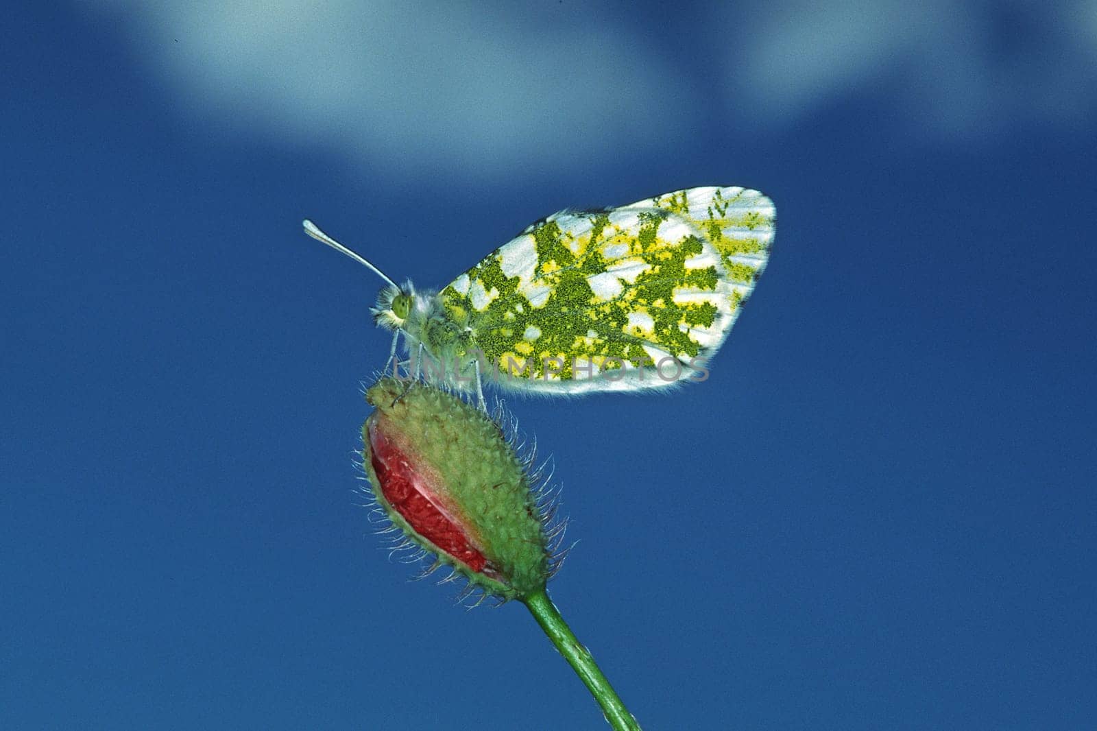 Euchloe ausonia,Ausonia white