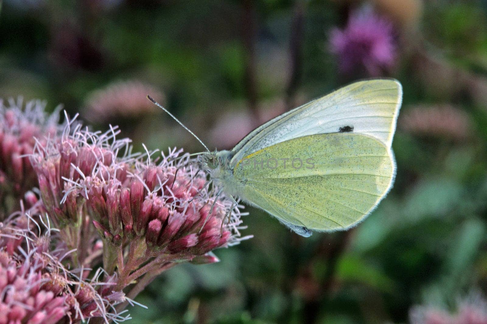 Pieris rapae,Eupatorium cannabinum