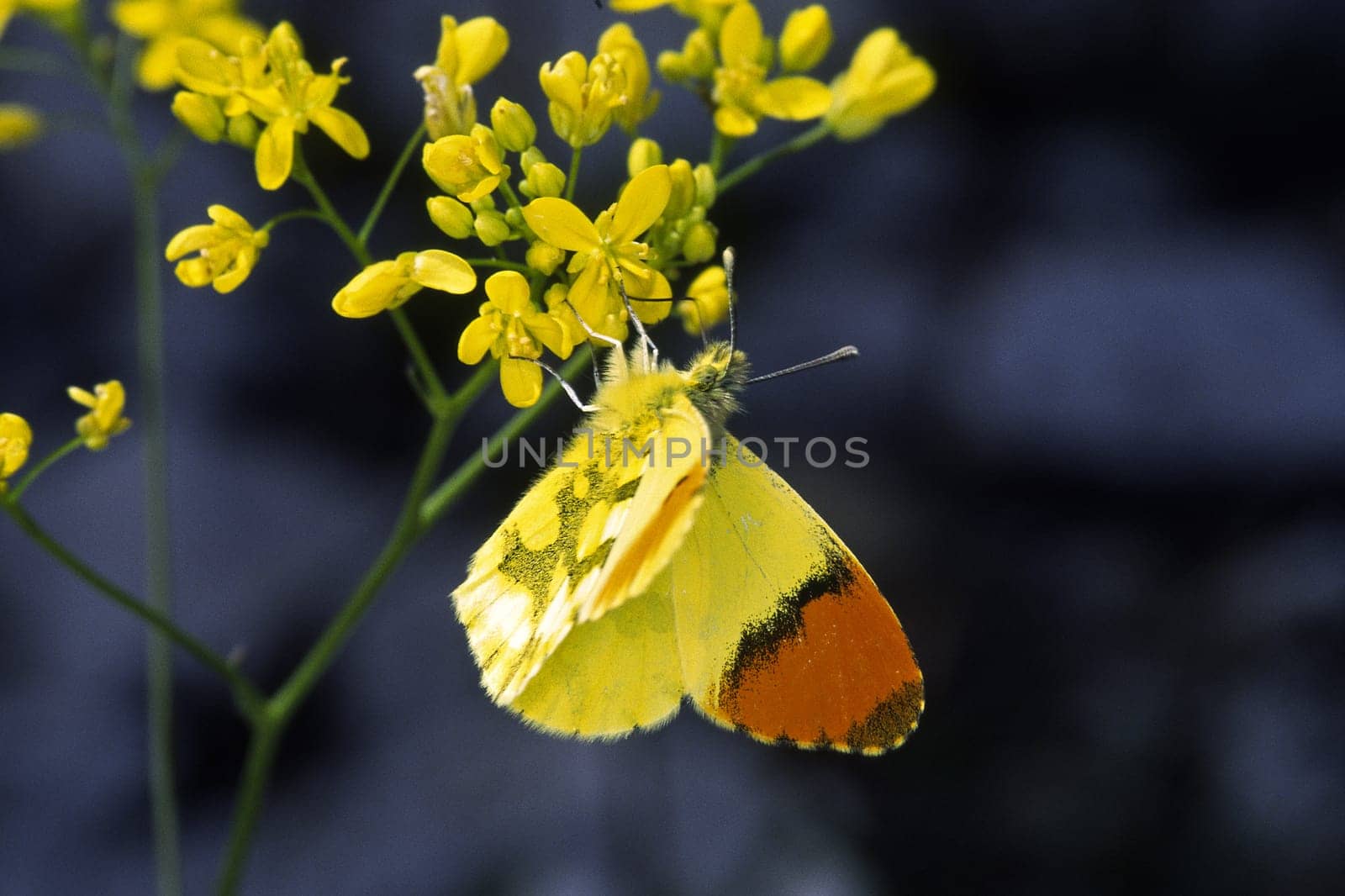 Anthocharis euphenoides,Yellow aurora butterfly,male