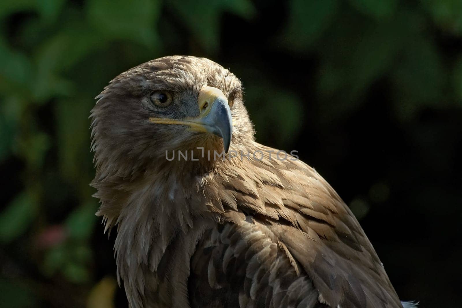 Steppe eagle