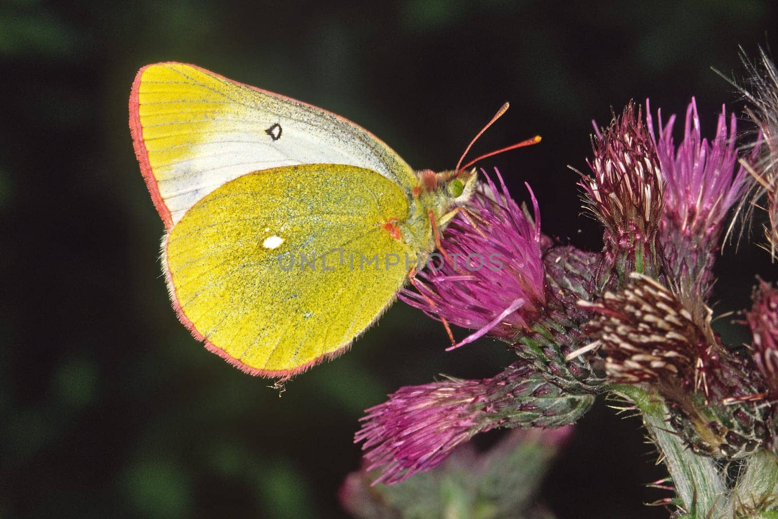 Colias palaeno,Marsh thistle,Cirsium palustre