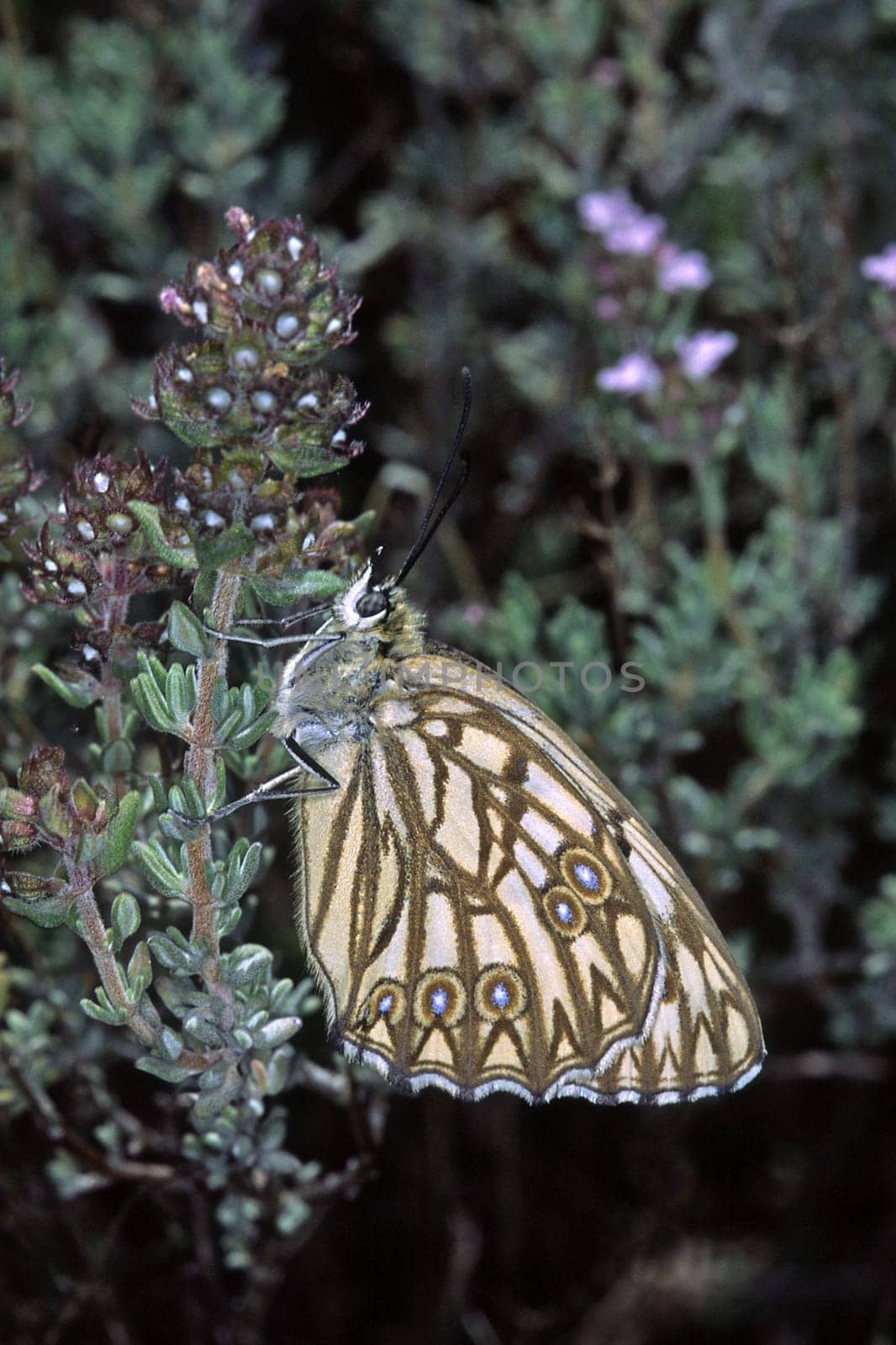 Melanargia occitanica,brown vein chessboard