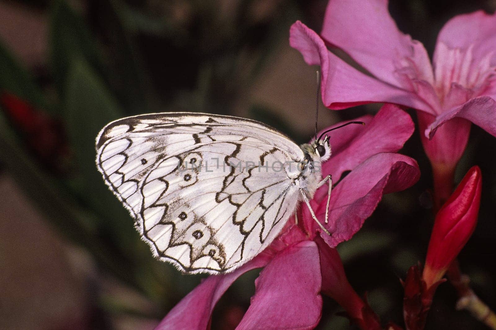 Melanargia larissa,Balkan chessboard,Male