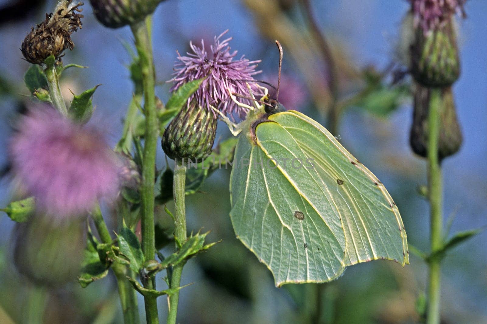 Gonepteryx rhamni,Lemon butterfly on thistle flower