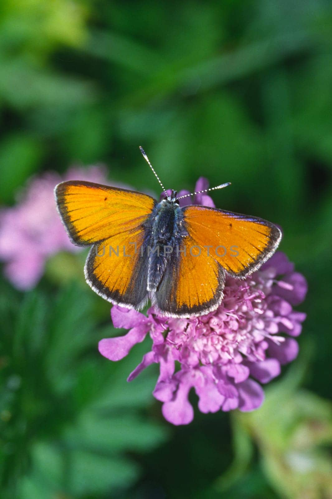 Palaeochrysophanus hippothoe,Lesser sorrel butterfly,male