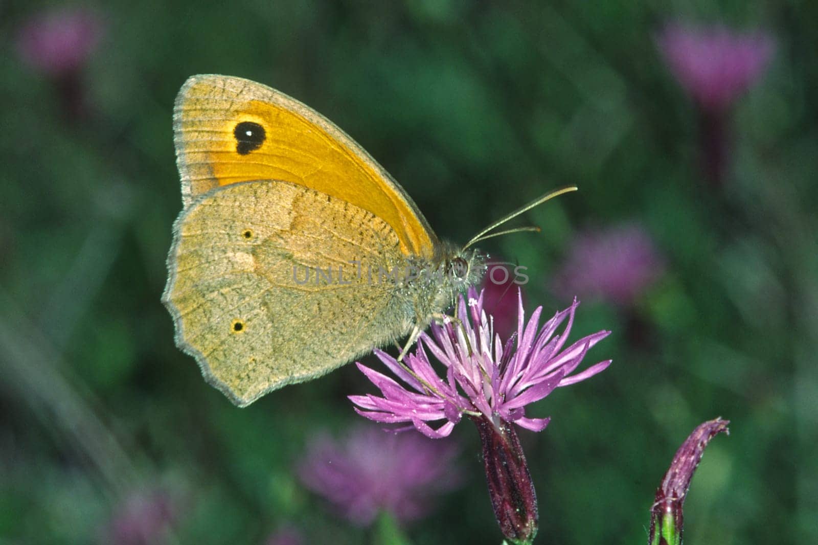 Maniola jurtina,Greater Oxeye,Man,Cow's Eye