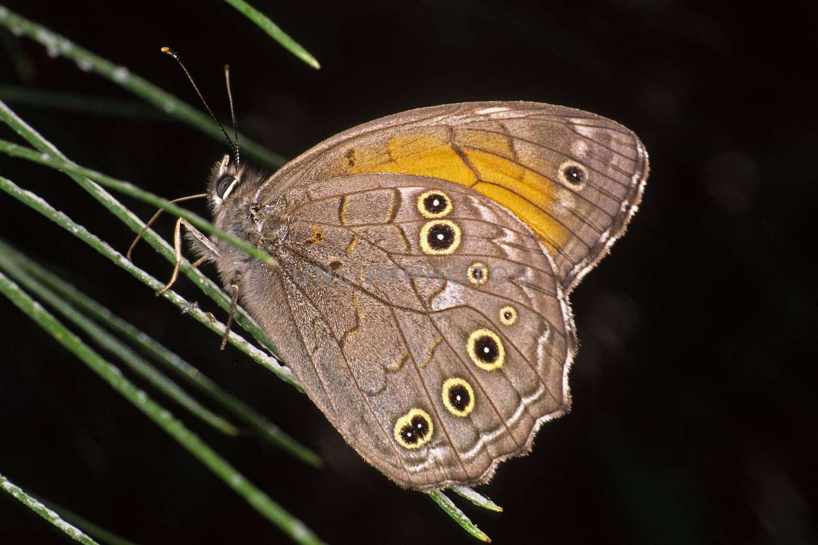 Kirinia roxelana,female