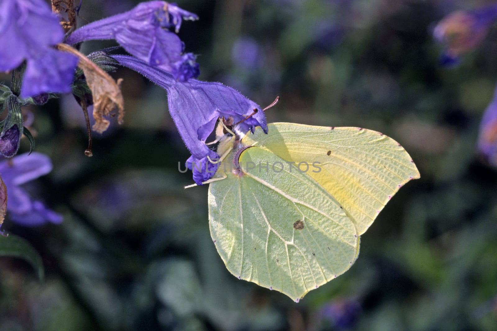 Gonepteryx rhamni,Lemon moth,Male