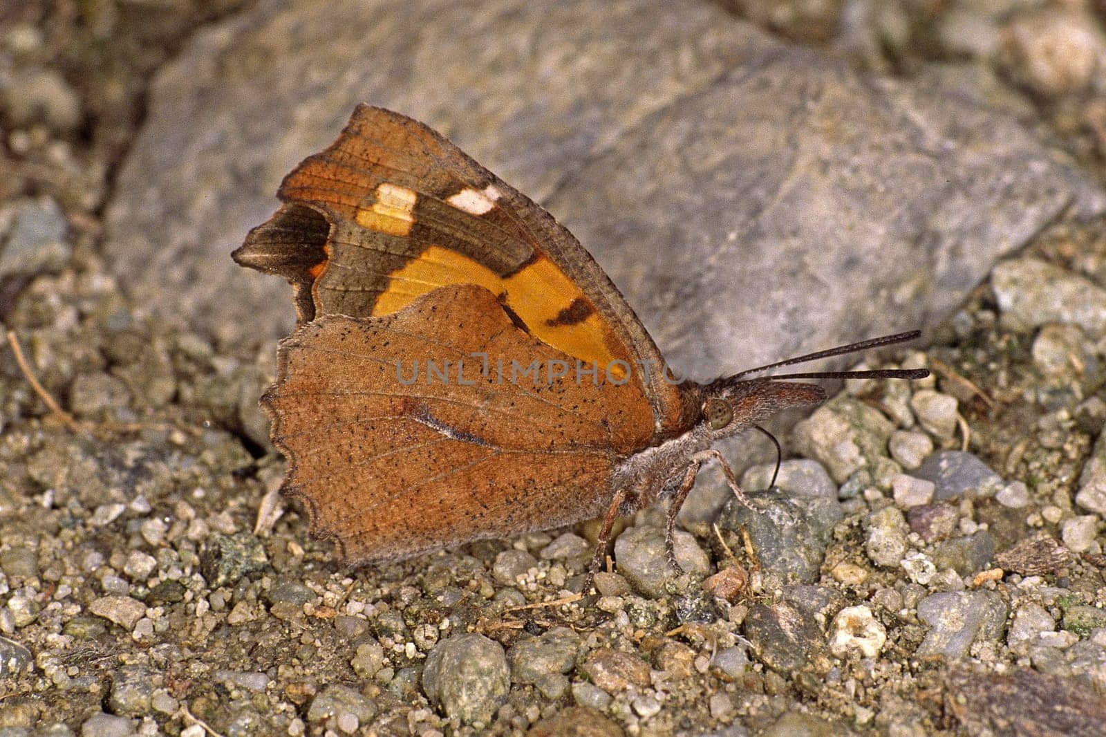 Libythea celtis,hackberry moth