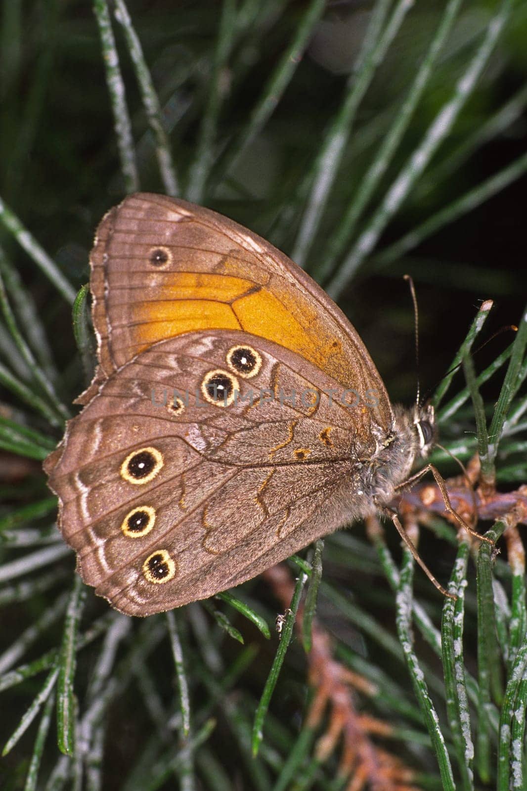 Kirinia roxelana,female