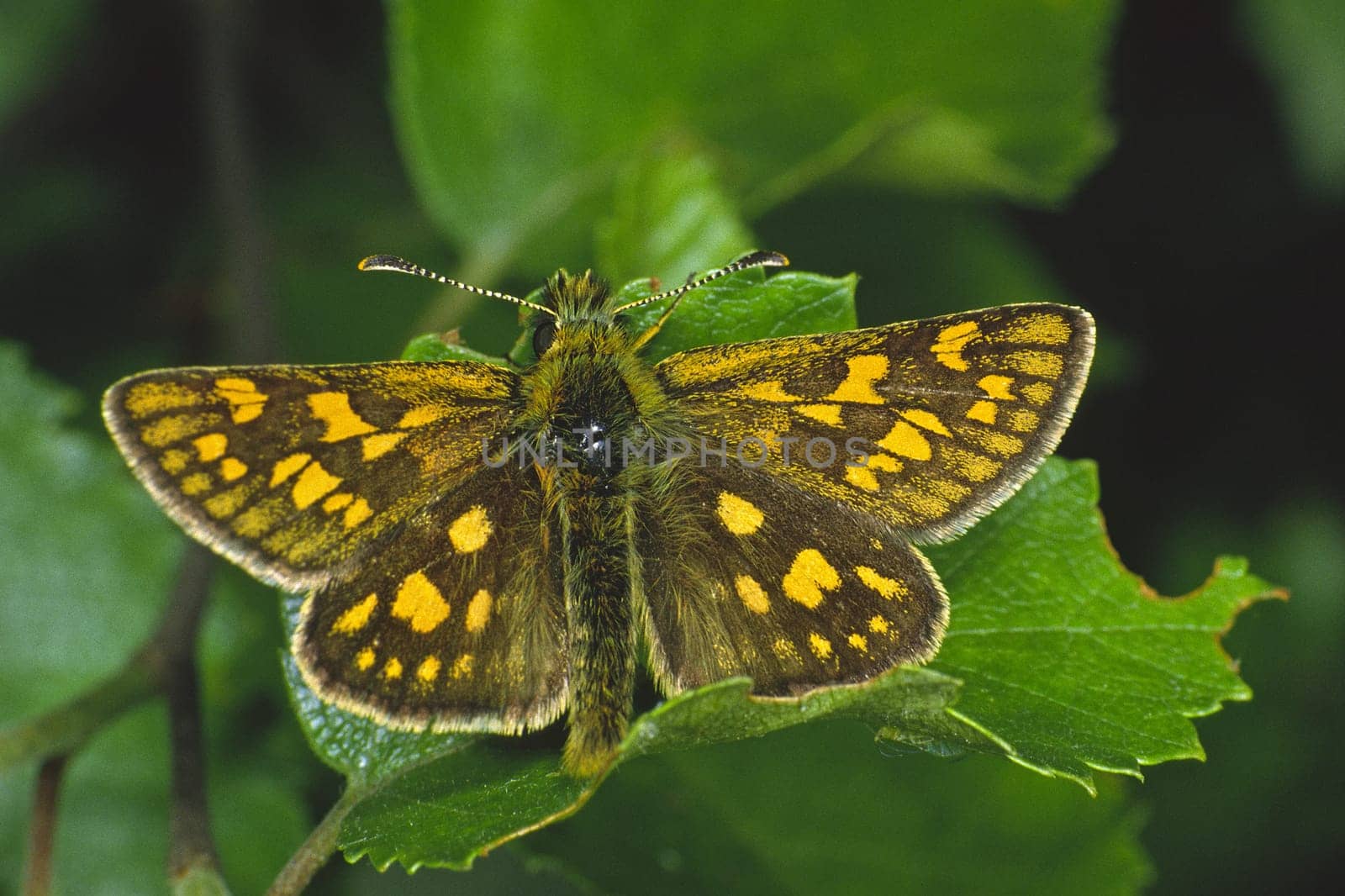 Carterocephalus palaemon, Gelbwürfeliger Dickkopffalter