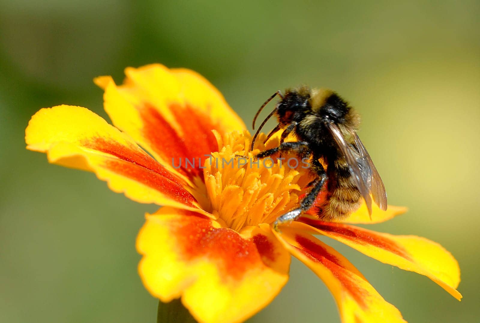 At the first photo shoot with the new macro