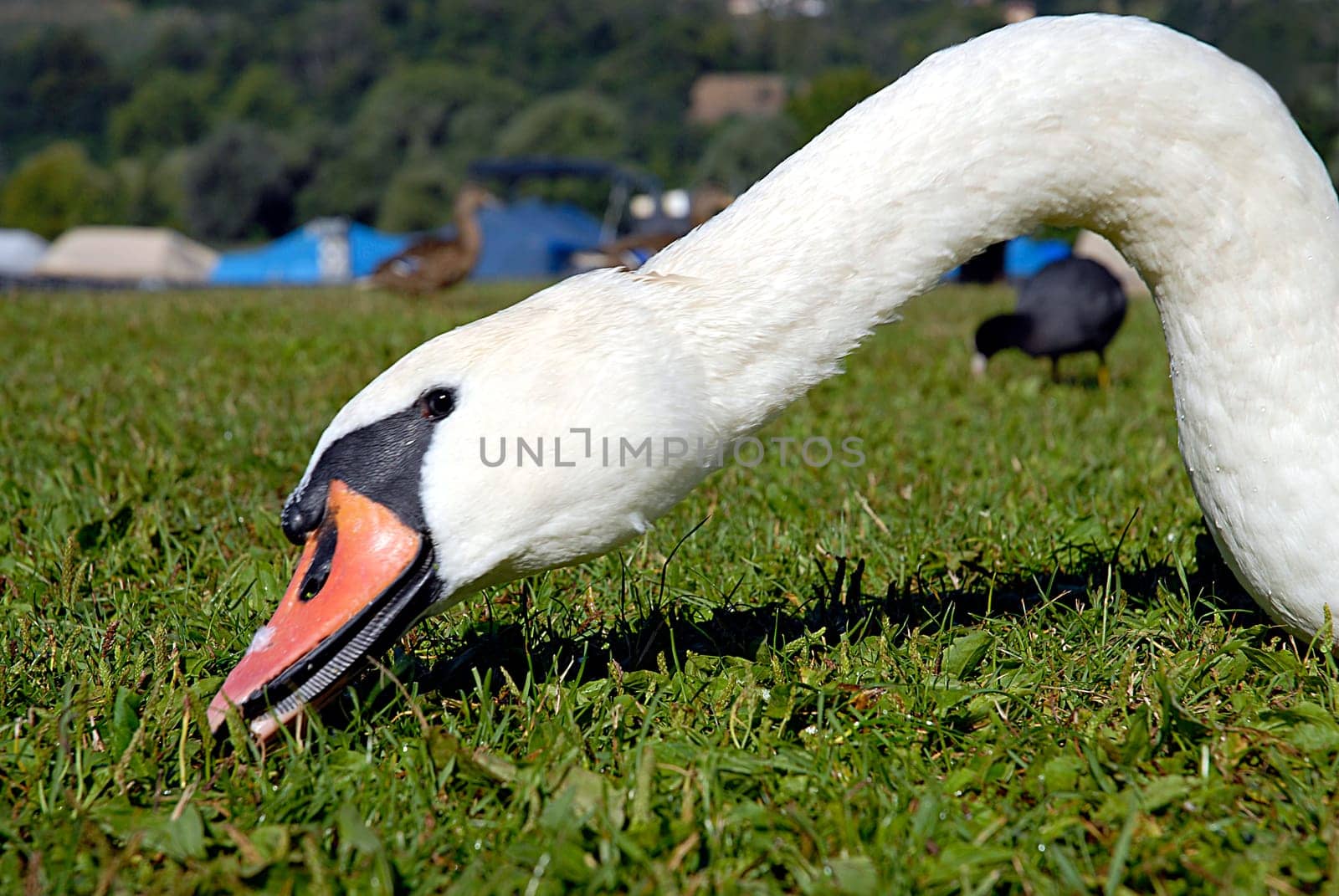 Lying on the ground very close to it