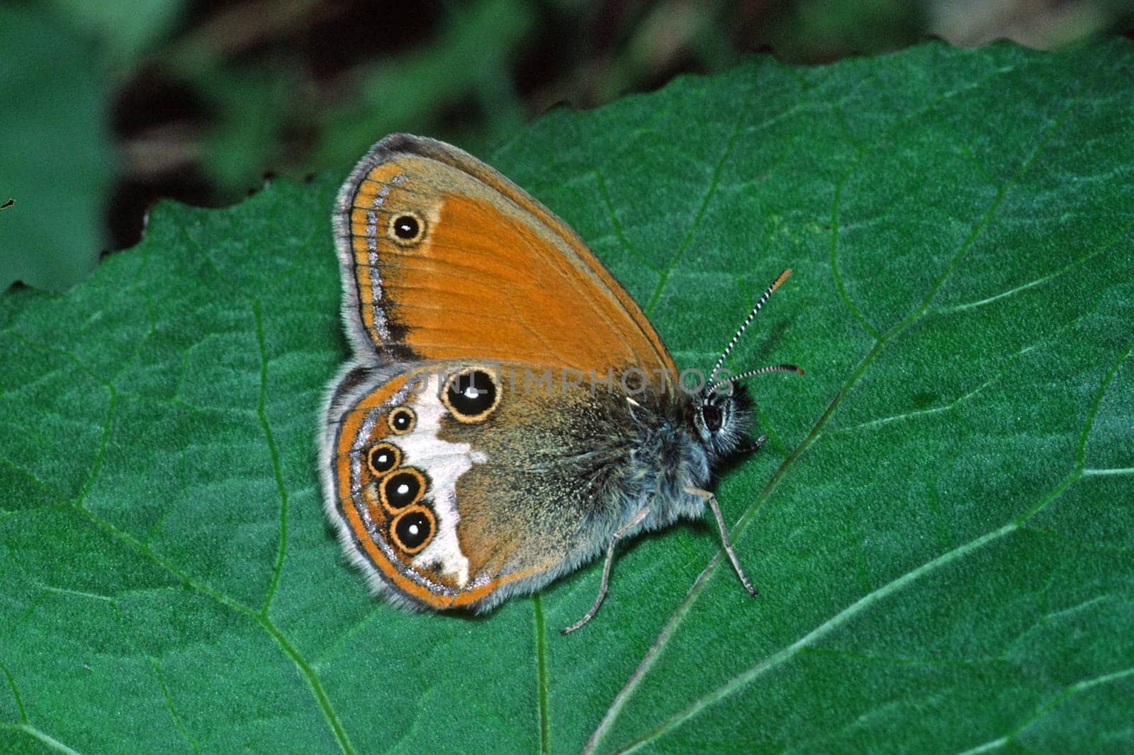 Coenonympha arcania,White Bindoges Meadow Bird
