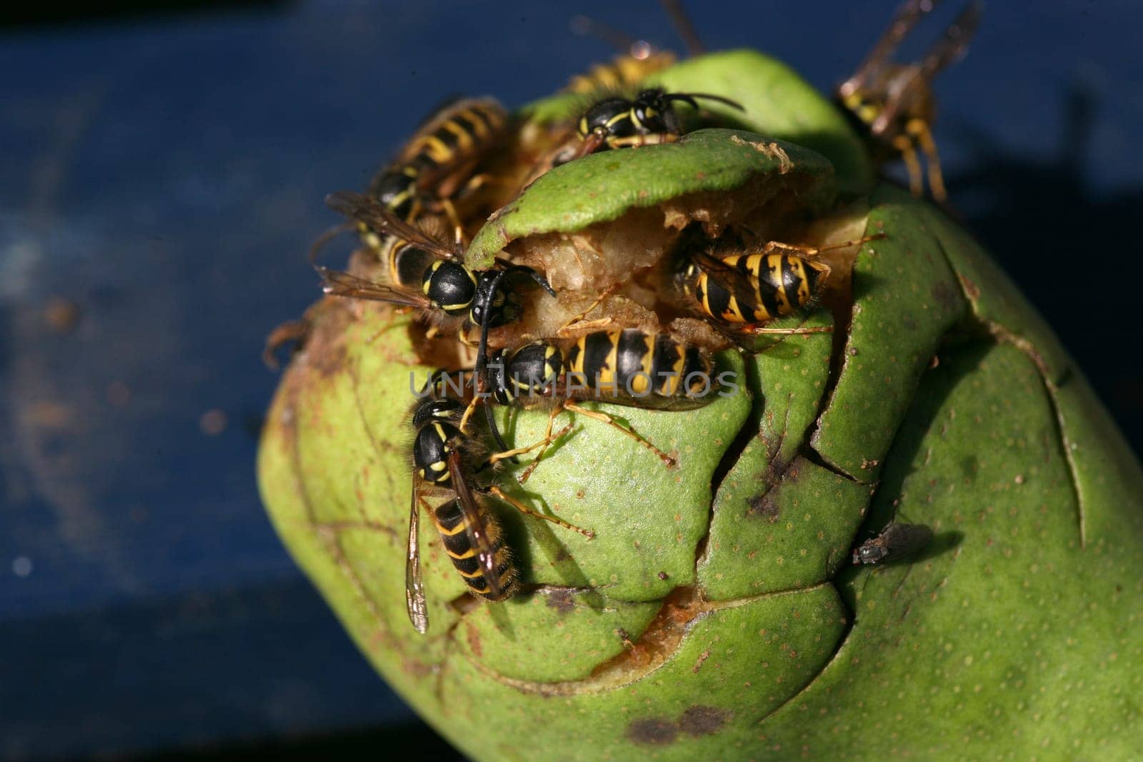 Wasps on (and in) a pear that has fallen from a tree