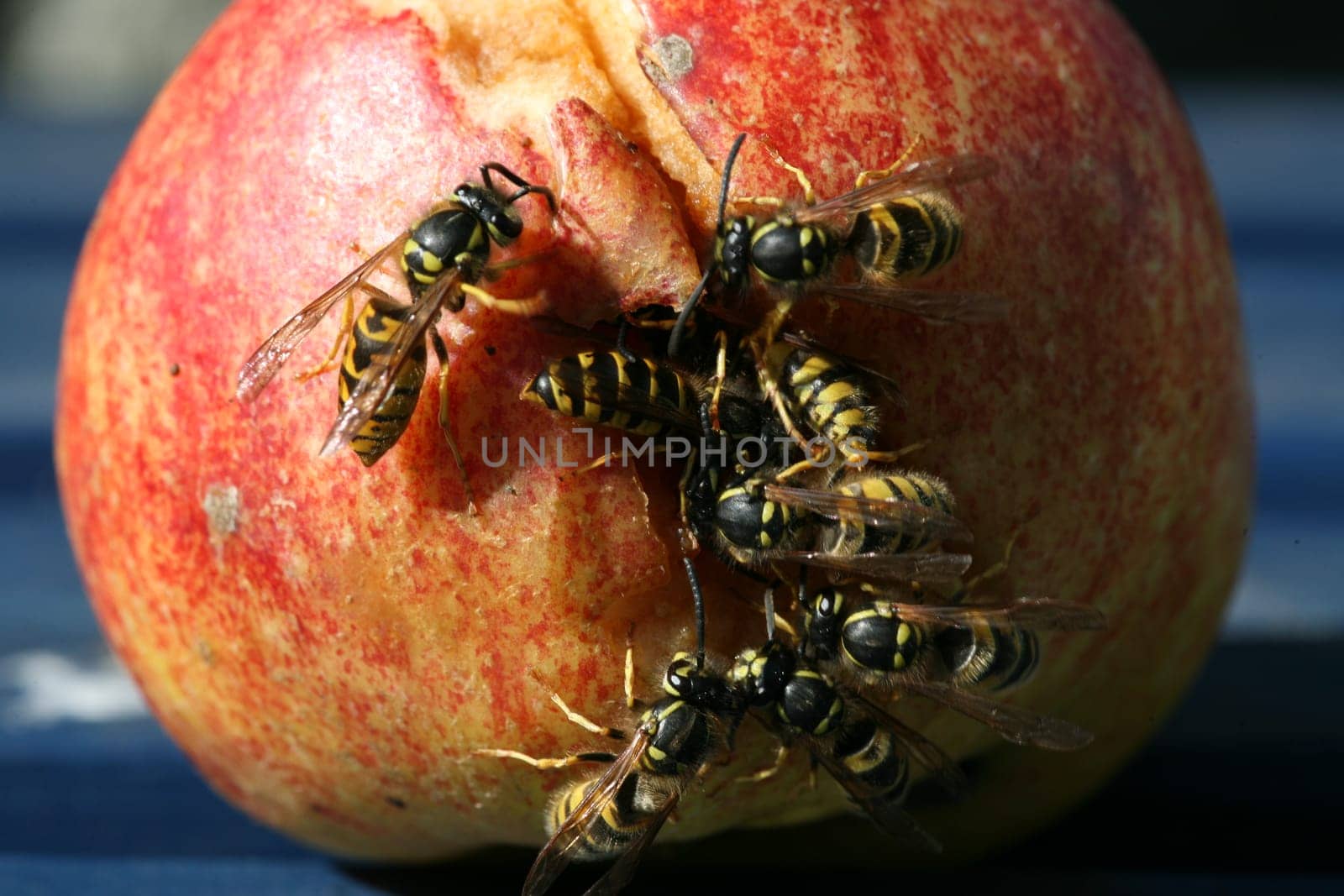 Wasps on (and in) a rotten fallen apple