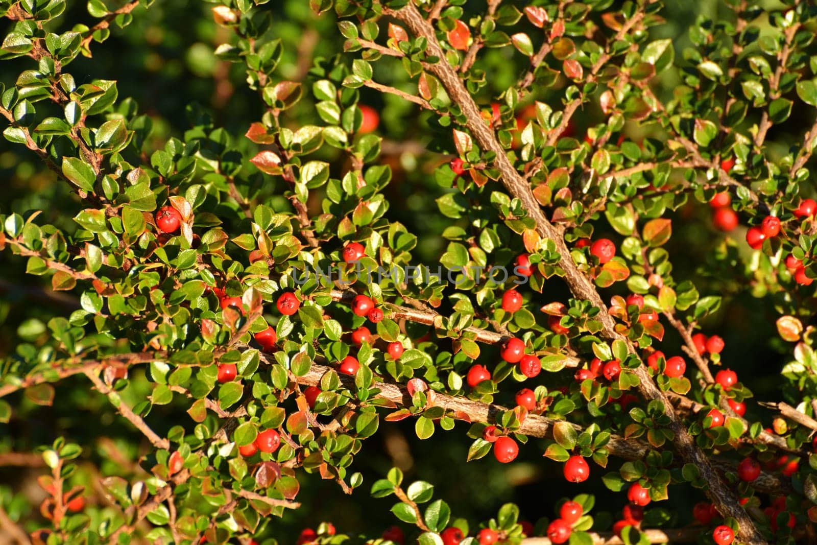 Cotoneaster - ornamental deciduous shrub with berries, used in landscape design. Autumn by olgavolodina