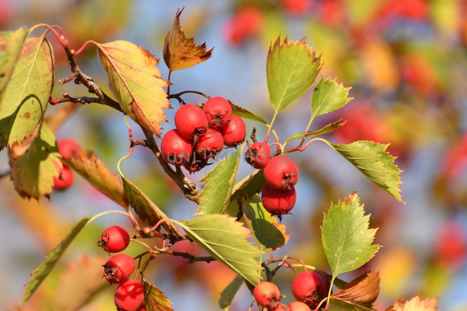 Clusters of the ripe hawthorn on branches in autumn by olgavolodina