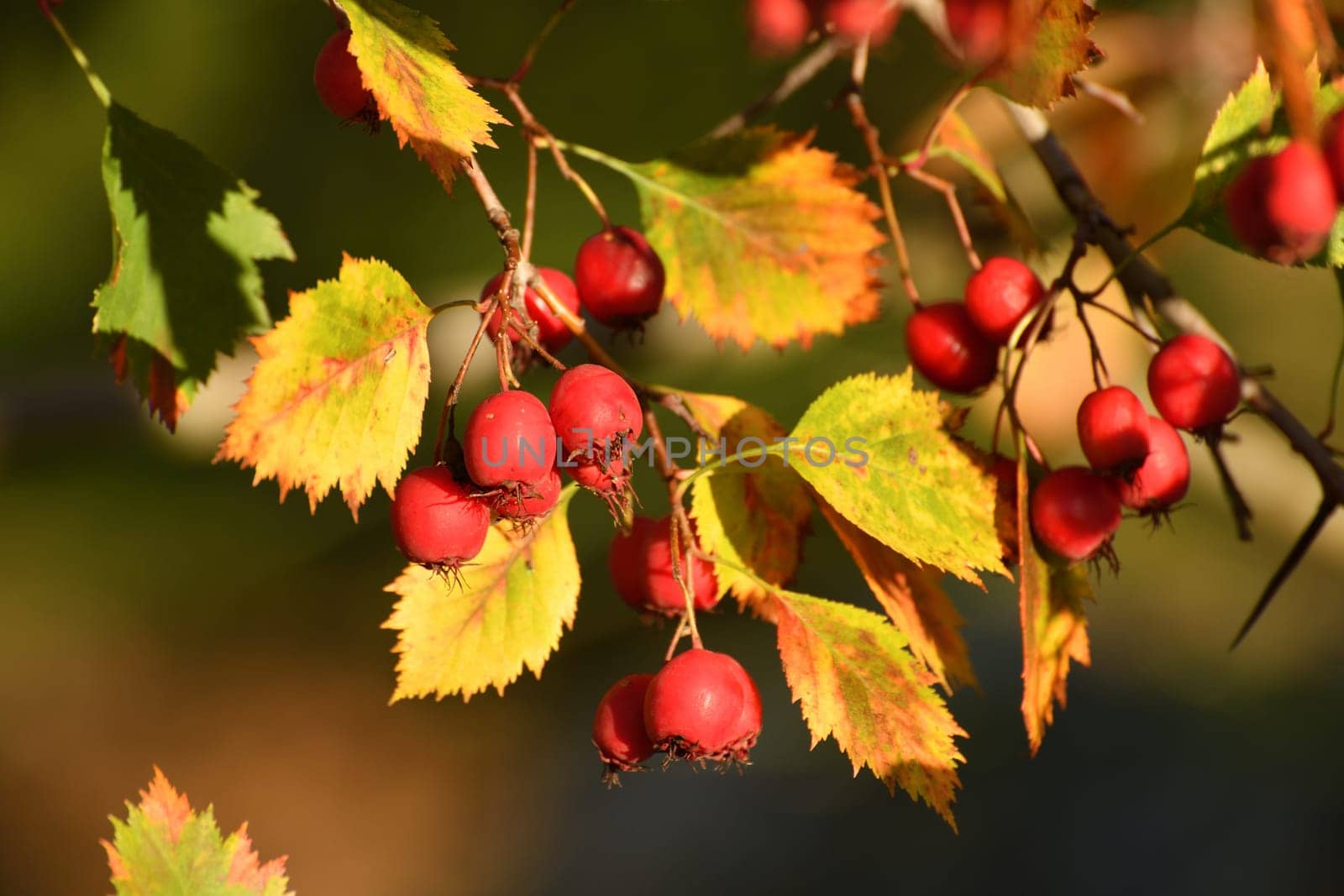 Clusters of the ripe hawthorn on branches in autumn by olgavolodina