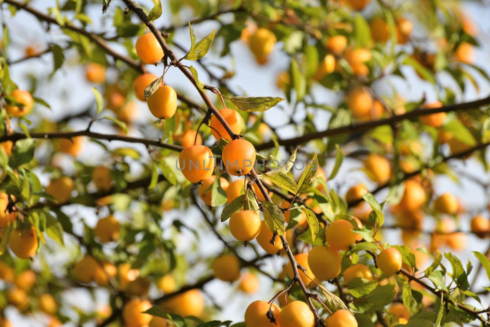 Apple tree fruits of the Chinese golden variety by olgavolodina