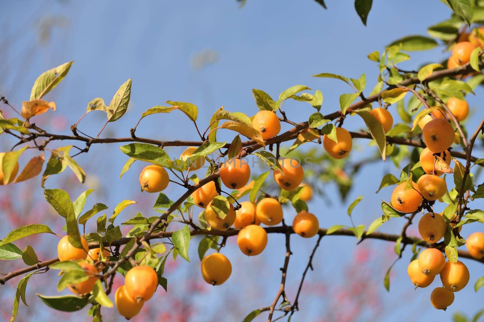 Apple tree fruits of the Chinese golden variety by olgavolodina