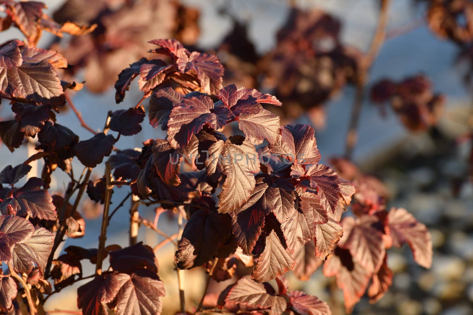 Shrub viburnum leaf, the red diablo variety