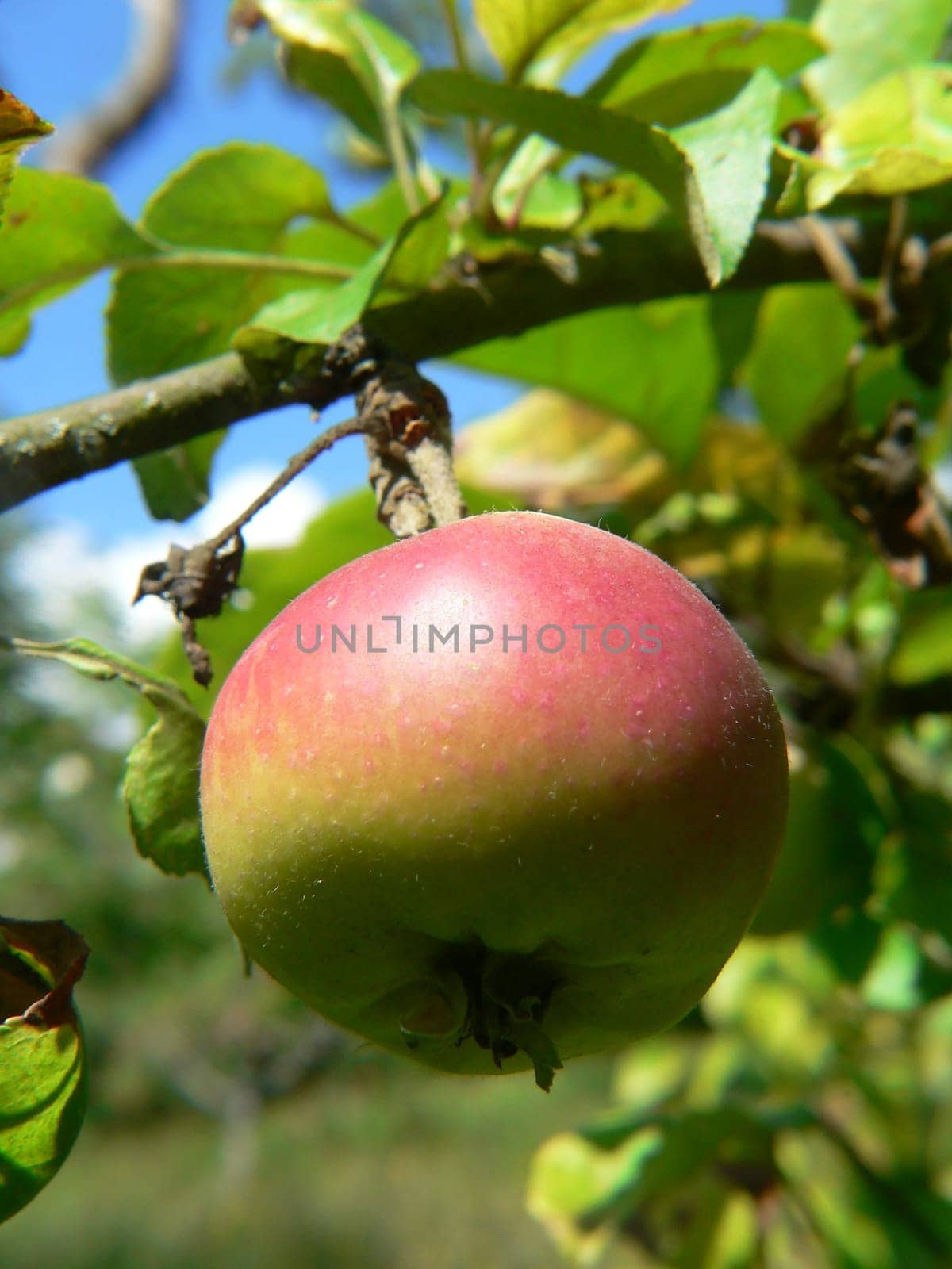 Apple