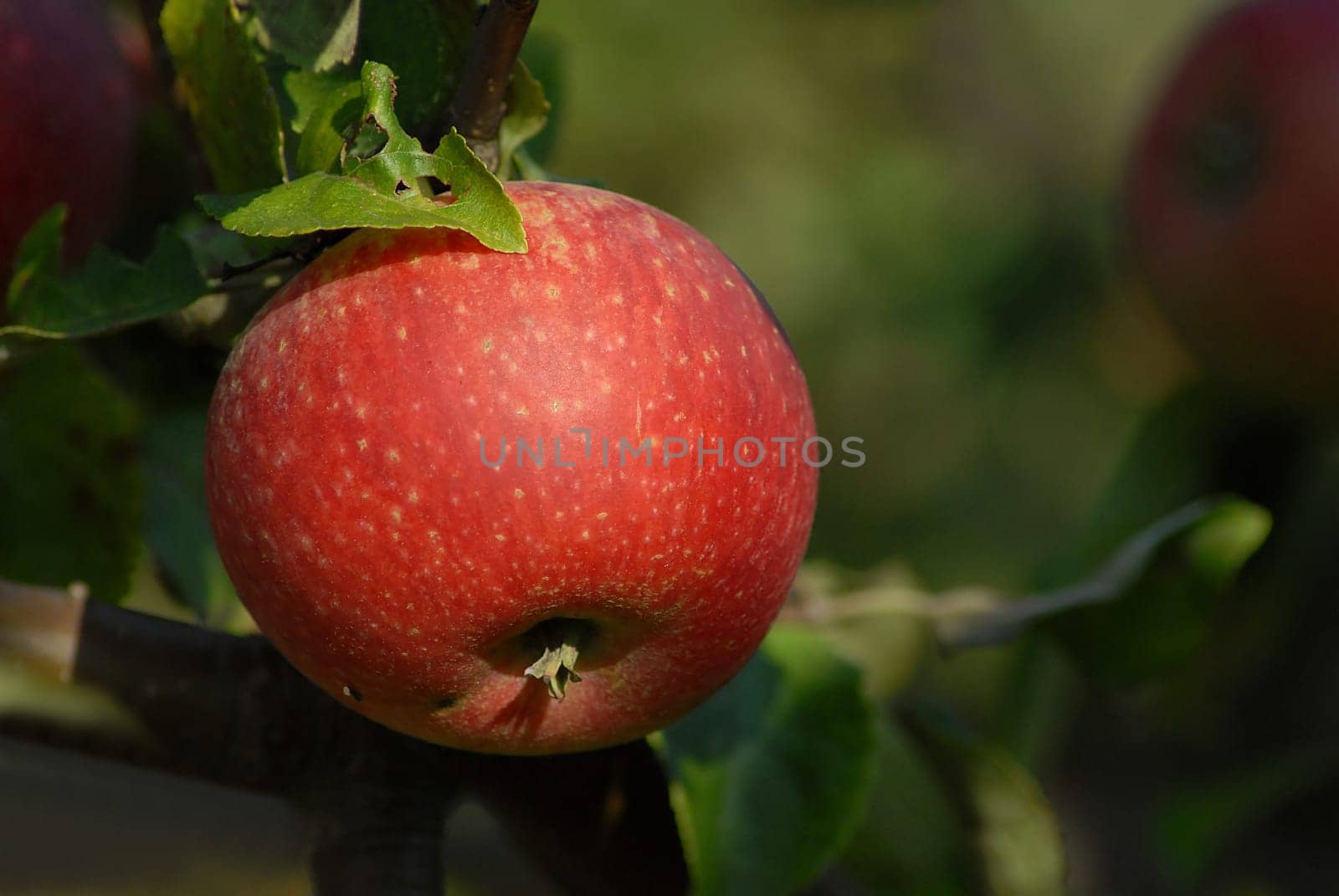 Can someone help me what type of apple we have here in the garden......?