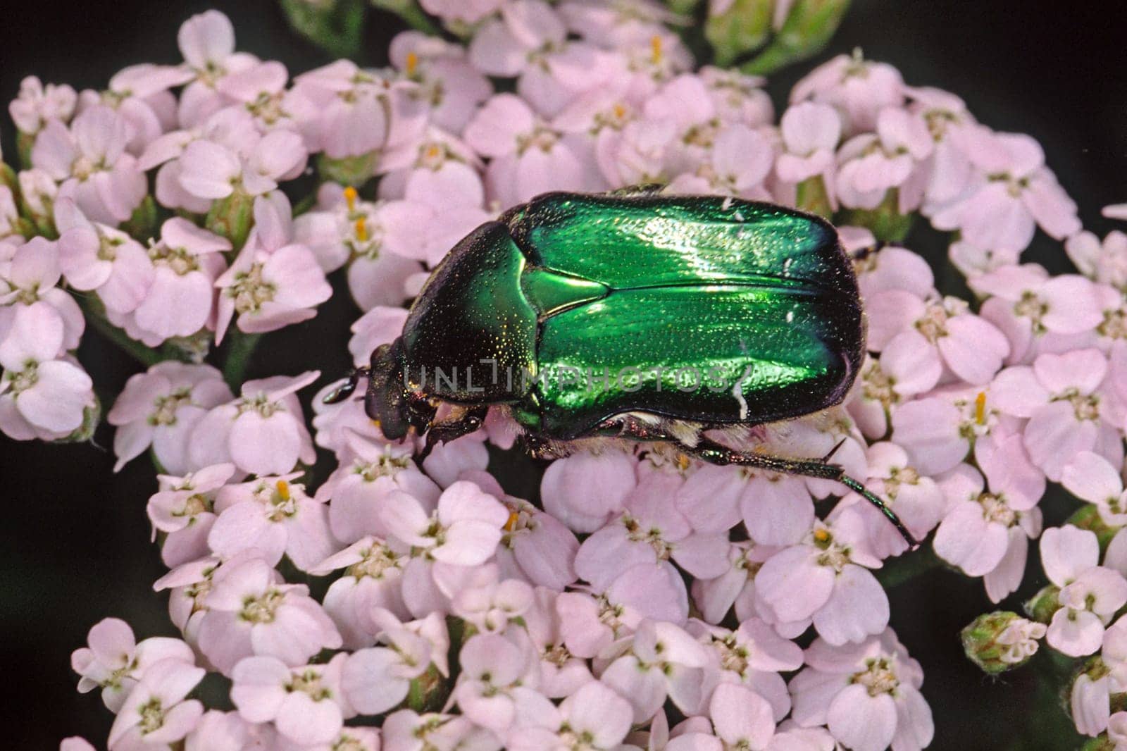 Cetonia aurata,Common rose beetle
