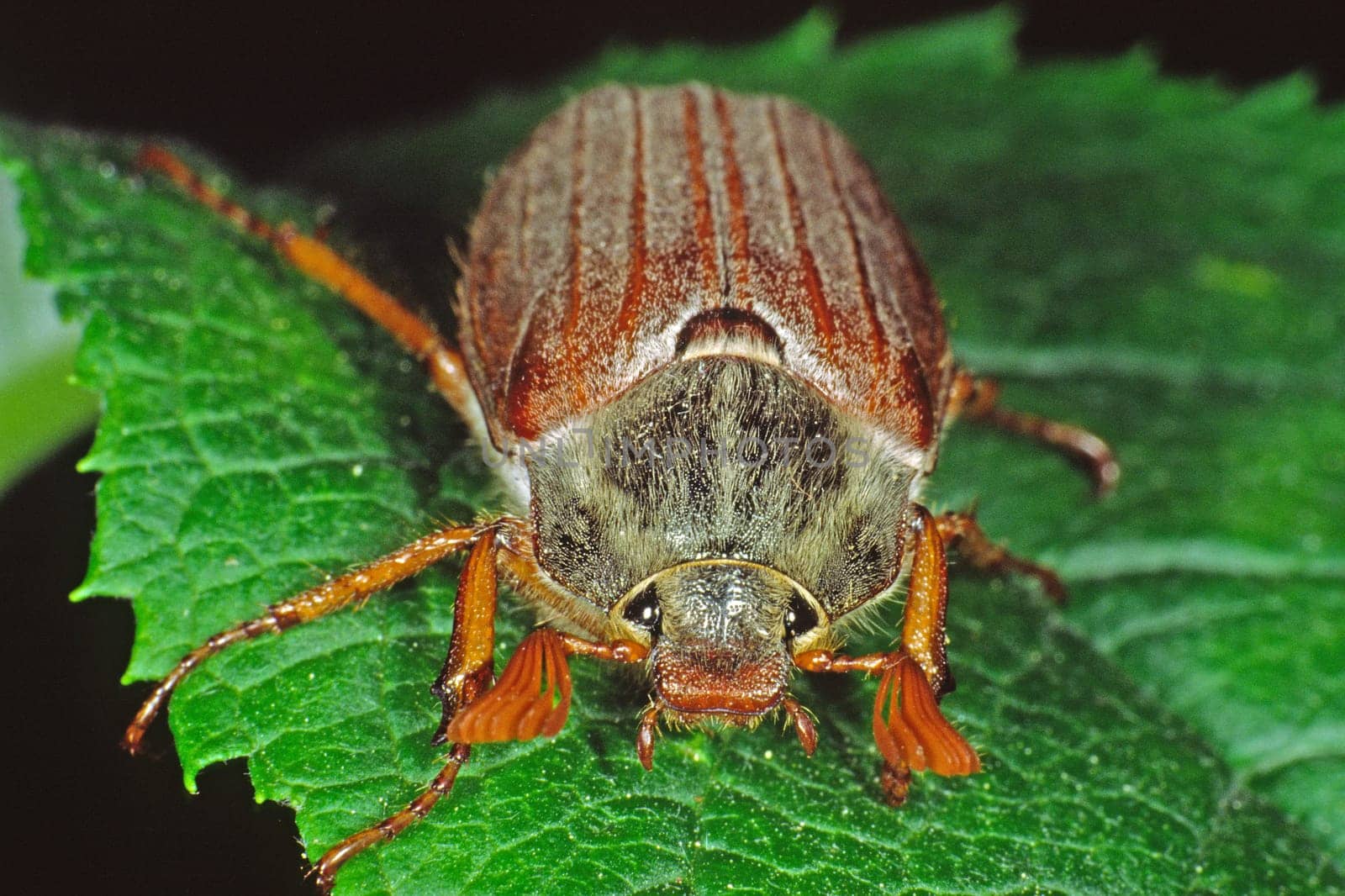 Melolantha melolantha,field cockchafer
