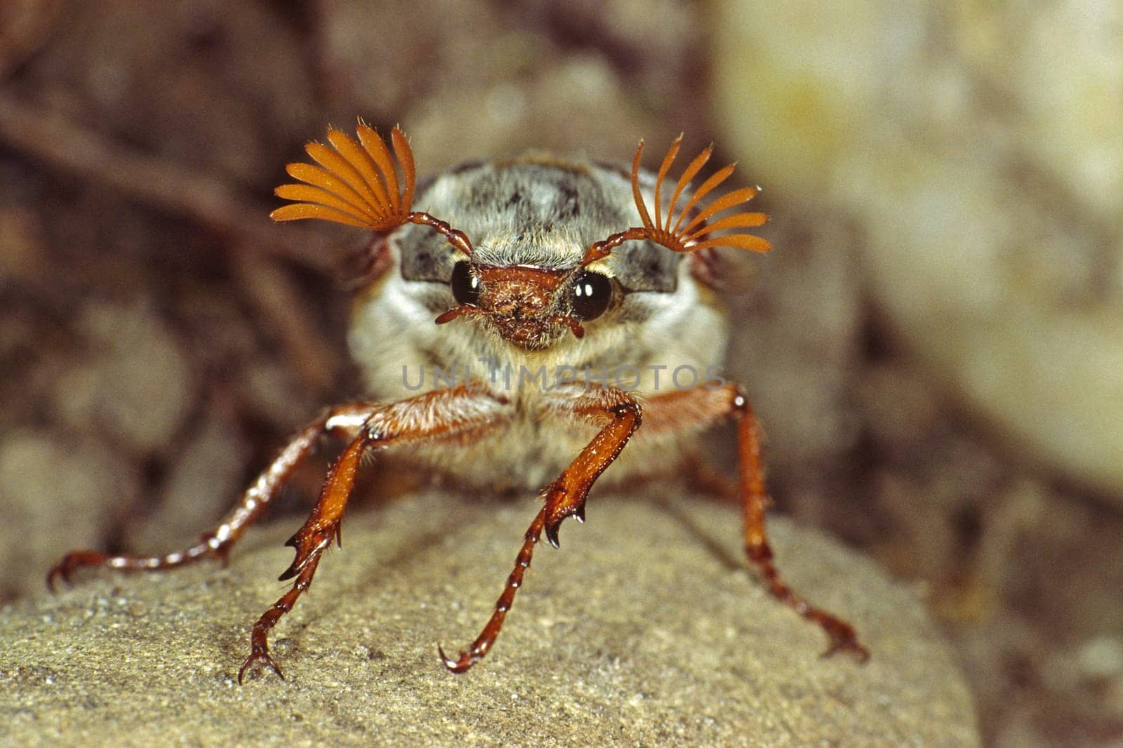 Melolantha melolantha,field cockchafer