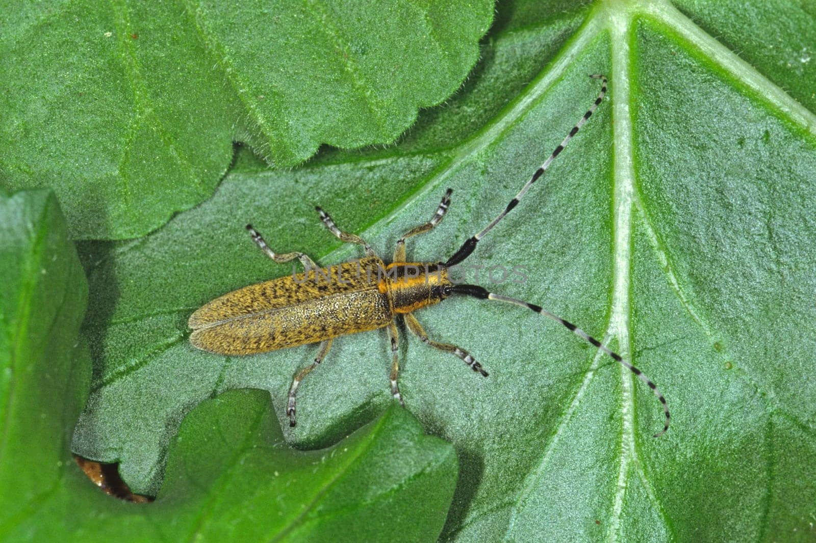 Agapanthia villoviridescens,Thistlebok,Nettle buck