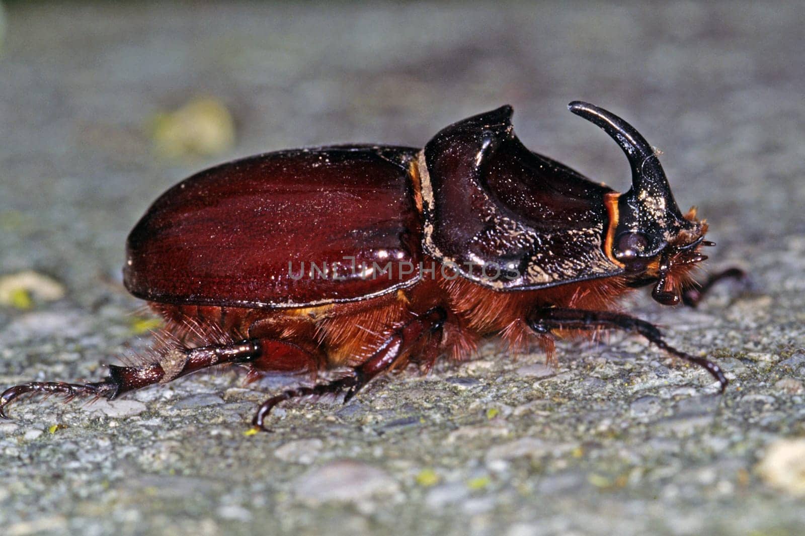 Oryctes nasicornis,rhinoceros beetle