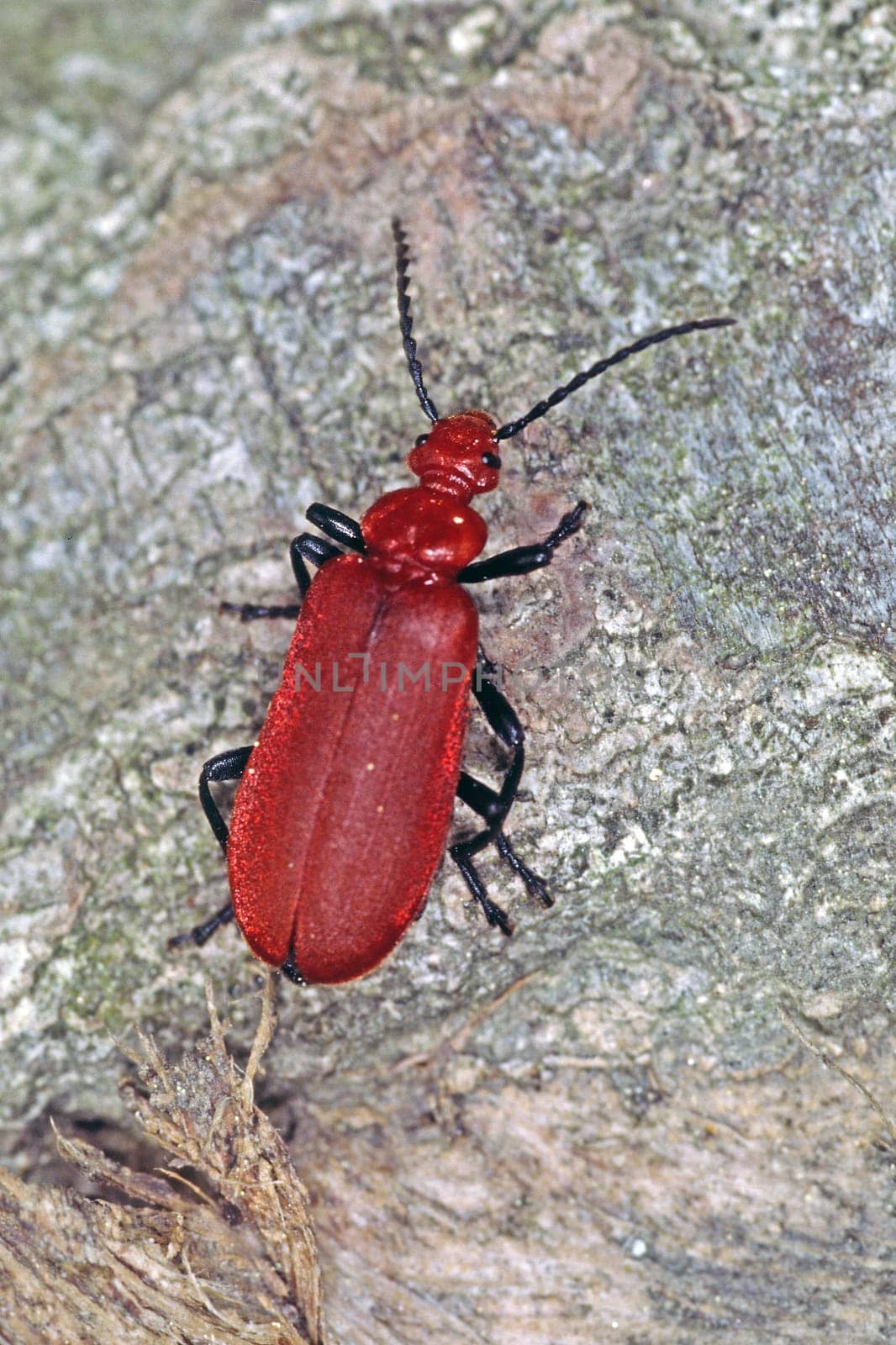 Pyrochroa spec, Feuerkäfer