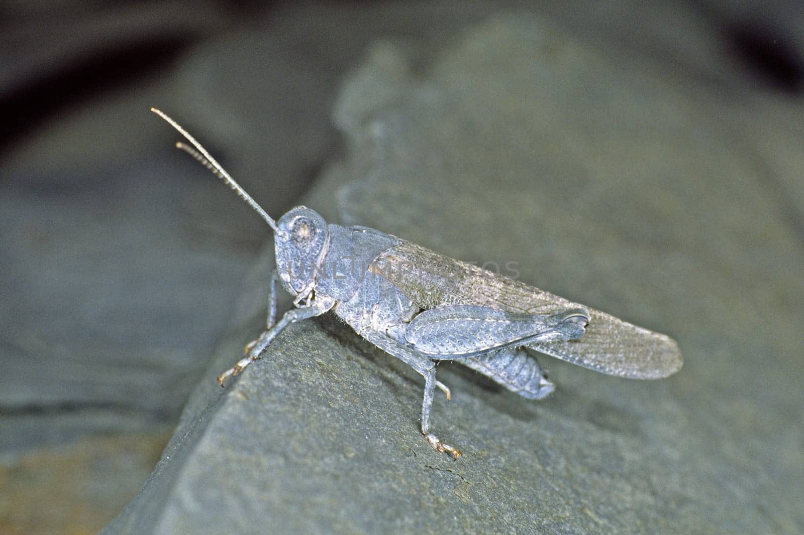 Oedipoda caerulescens,Blue-winged grasshopper