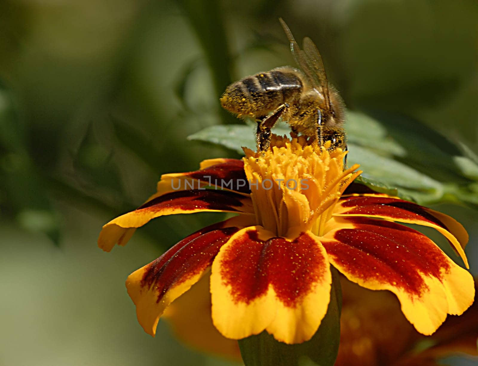 At the first photo shoot with the new macro