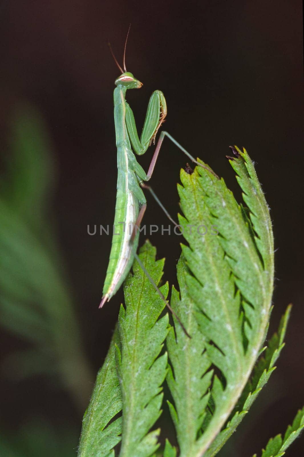 Mantis religiosa,praying mantis