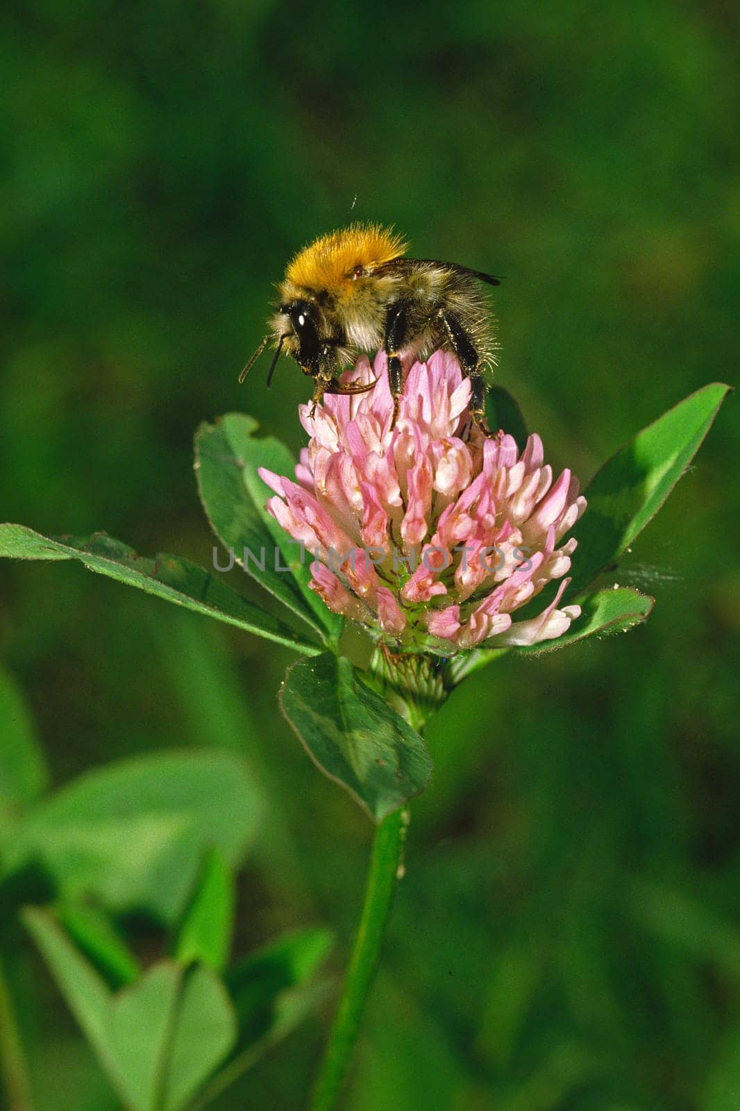 Bombus agrorum,bumblebee in clover blossom