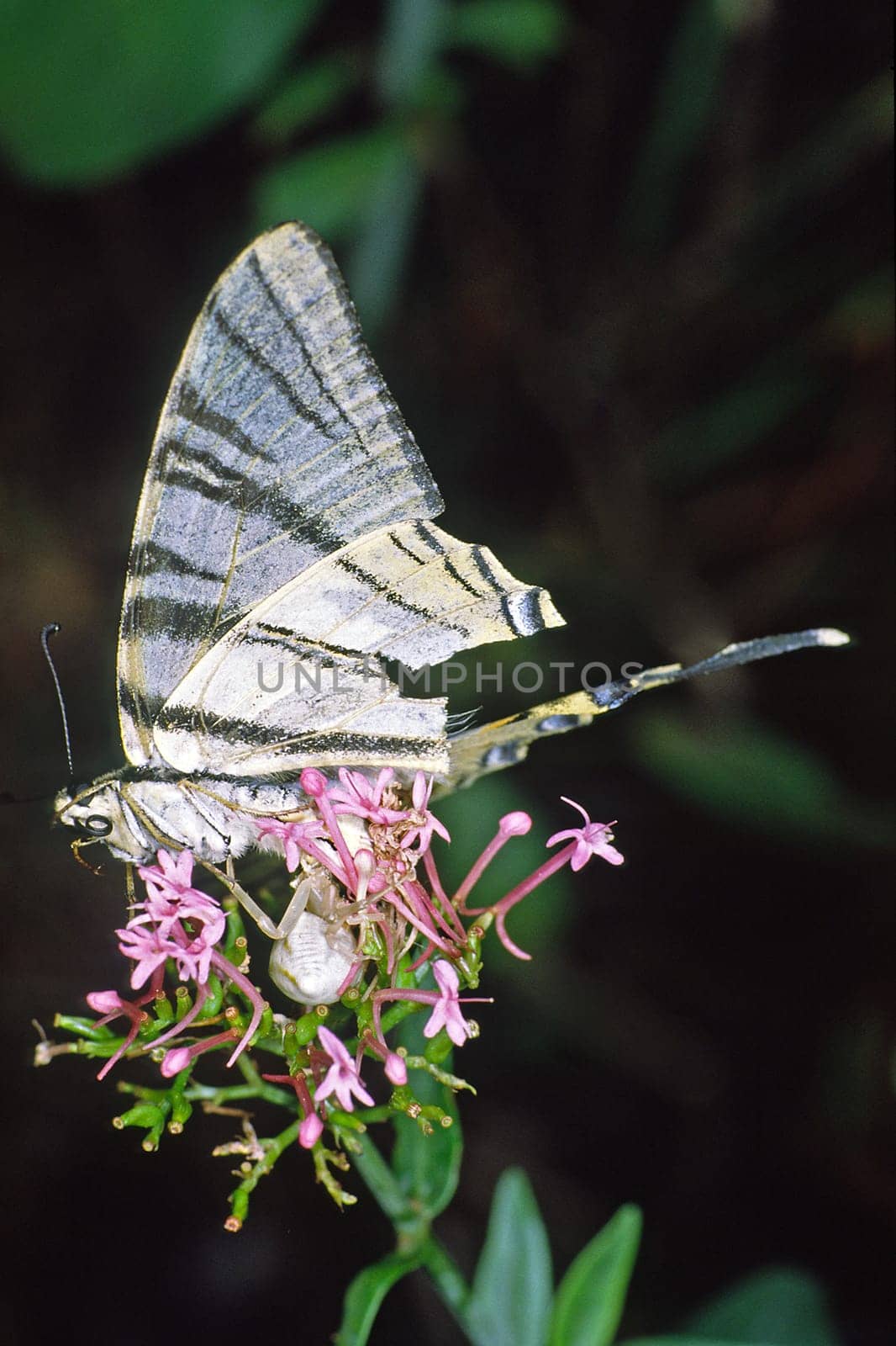 Crab spider with sail butterfly