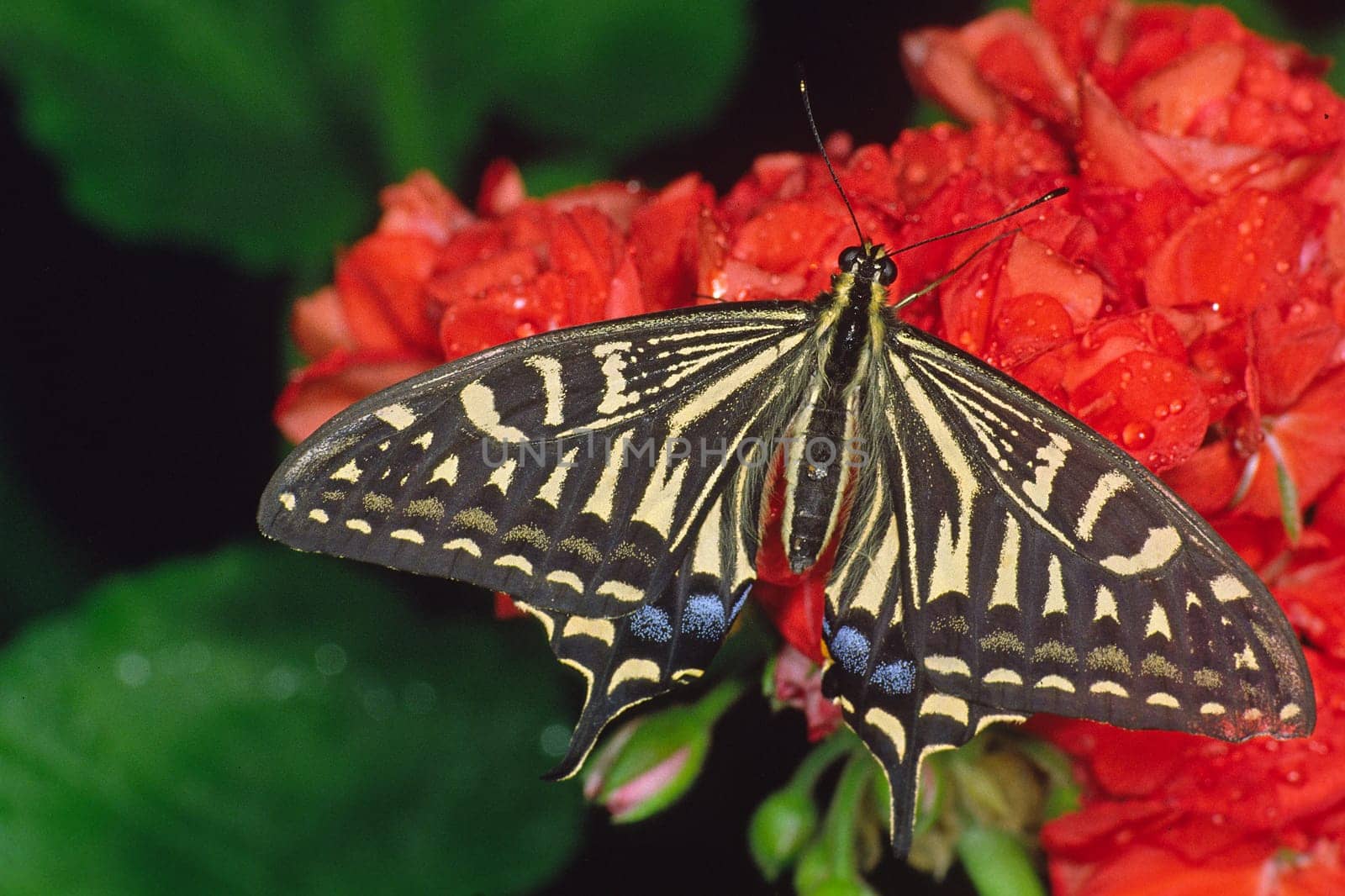 Papilio spec,Swallowtail