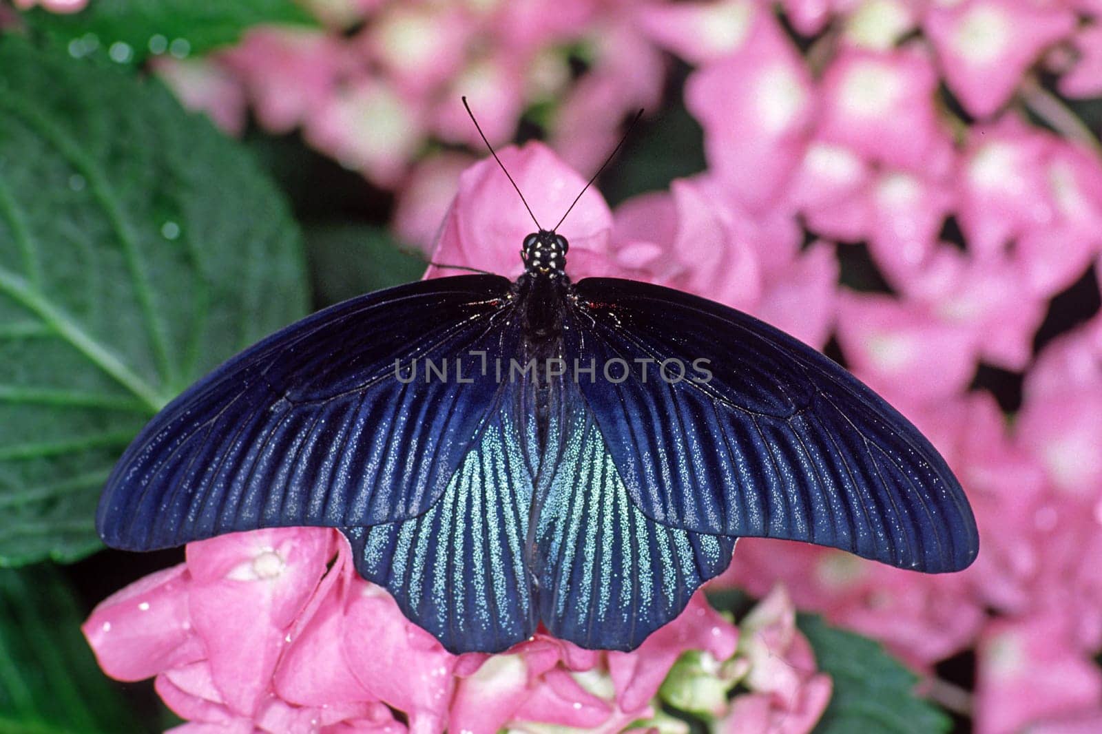 Papilio memnon thunbergi,Great Mormon,Swallowtail