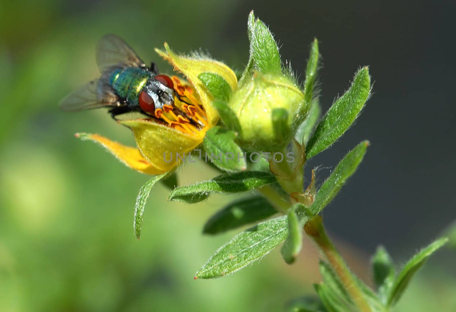The blowfly (Calliphora vicina),which is widespread worldwide and often found in the house,reaches a body length of 9 to 13 mm. The middle part of the body of the relatively clumsy-looking flies is dark and has a dark blue to blue-green skie
