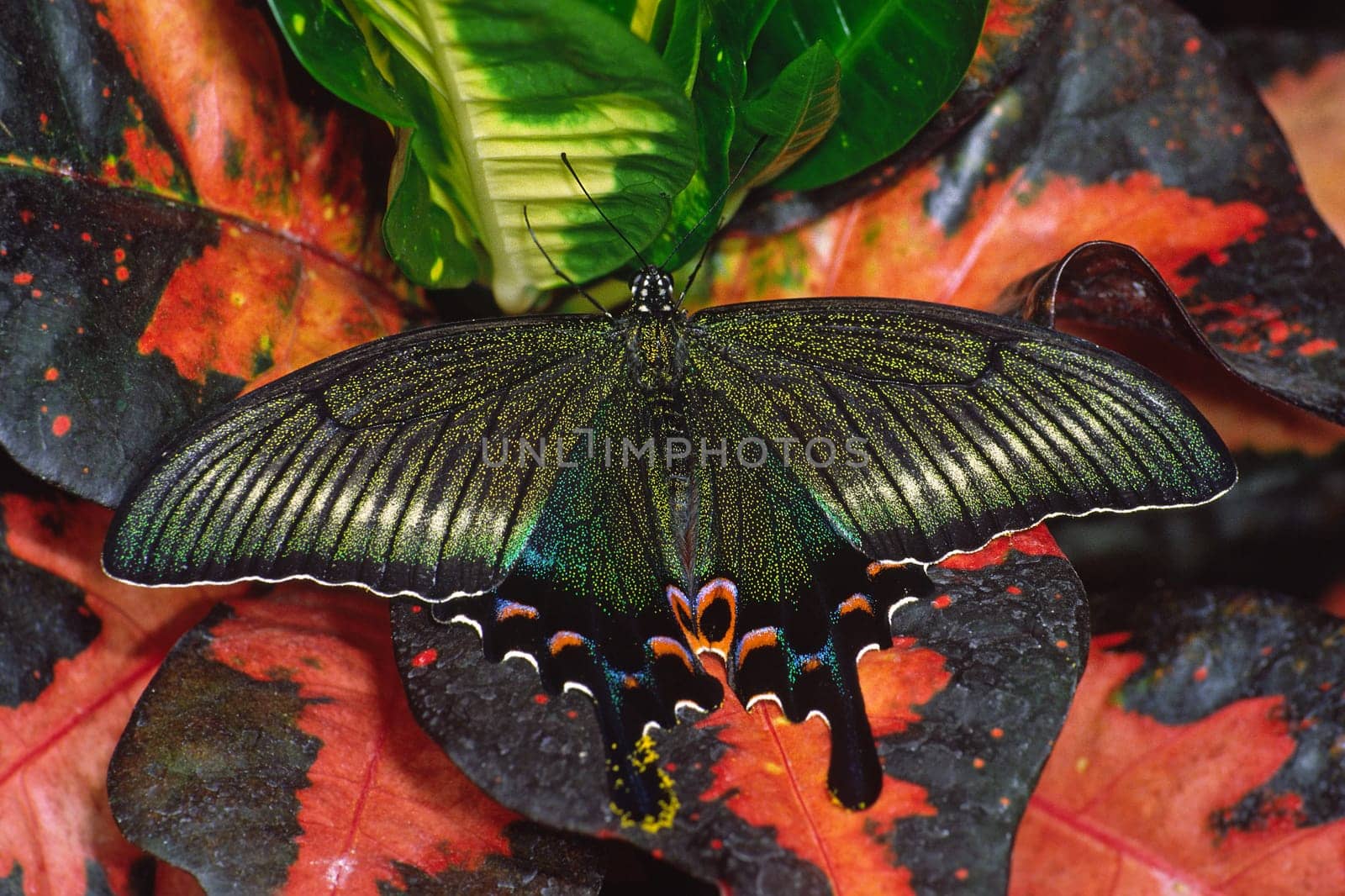 Papilio maaki,swallowtail